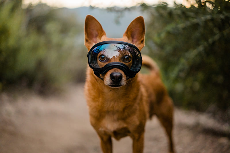 Protéger les yeux de votre chien | Urgence VETERINAIRE